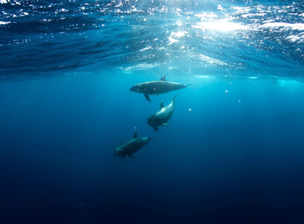 Dauphins dans l'eau baignés de lumière akashique